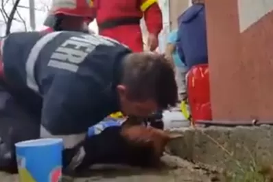 Video: un bombero le hizo respiración boca a boca a un perro y le salvó la vida