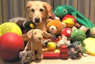 Cuatro consejos clave para cuidar a tus mascotas en las fiestas