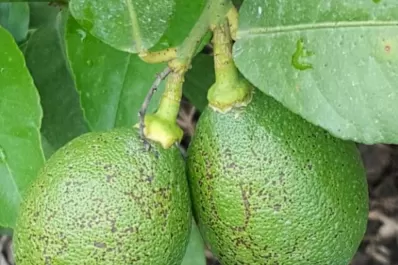 Mancha negra y cancrosis, dos enemigos al acecho