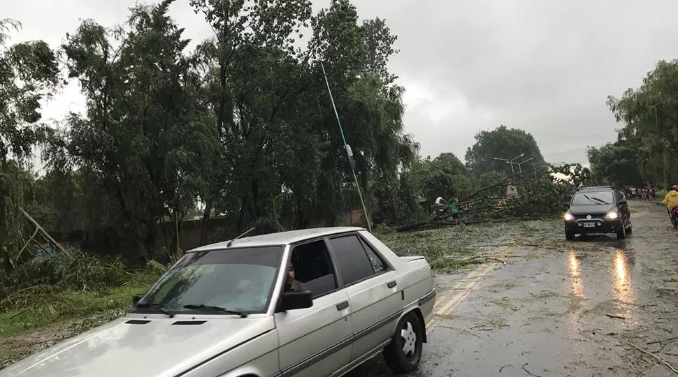 ÁRBOL CAÍDO. Una tormenta afectó Villa Quinteros. FOTO ENVIADA POR UN LECTOR VÍA WHATSAPP. 