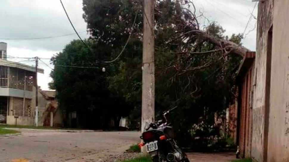 Un enorme árbol se encuentra desplomado desde la tormenta del lunes