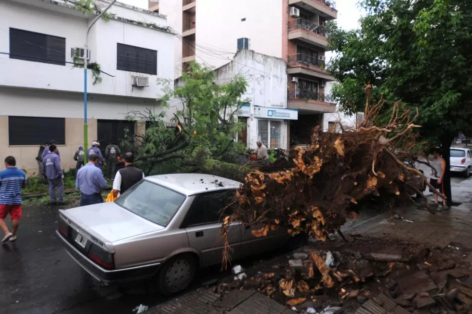 IMPRESIONANTE. El portentoso ejemplar de tarco se desprendió de raíz y cayó sobre un Peugeot 505. la gaceta / fotos de analia jaramillo 