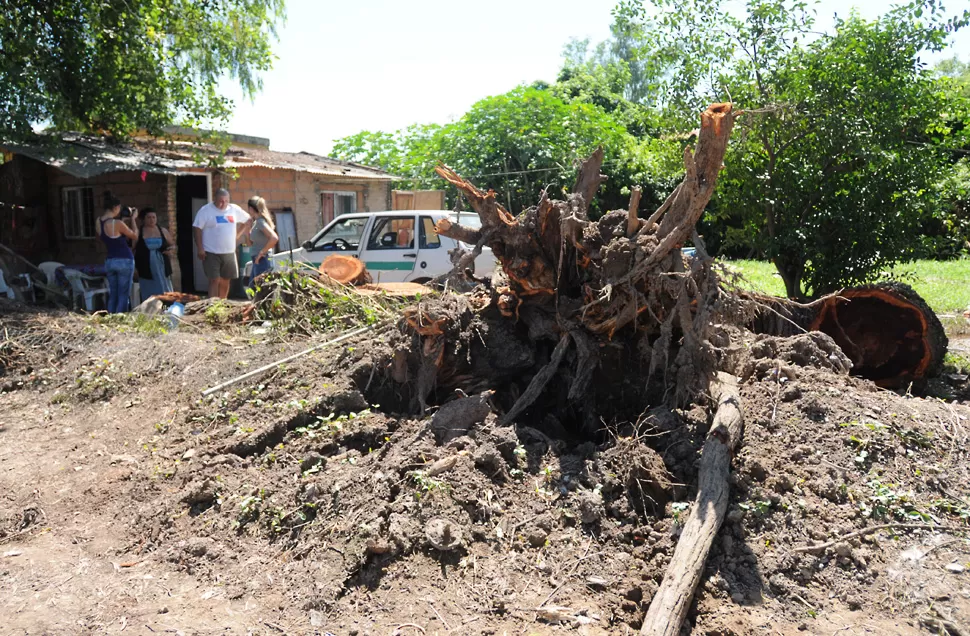 EL SAUCE. Las raíces del árbol caído. LA GACETA/ ANALÍA JARAMILLO