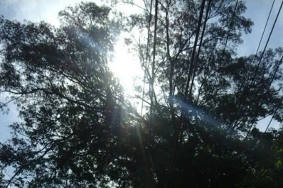 Temen que un viejo pacará se desplome en Bolivia y Caseros