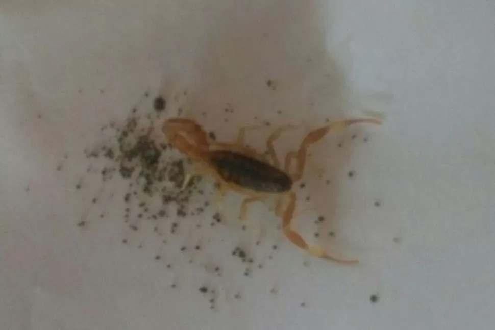 ALACRÁN ENCONTRADO EN COLOMBRES. FOTO ENVIADA POR UN LECTOR A TRAVÉS DE WHATSAPP