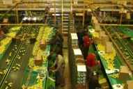 La suspensión del limón es una medida transitoria normal