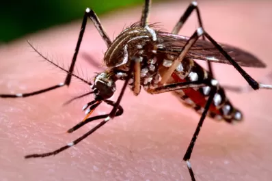 Uruguay confirma primer caso importado de Chikungunya