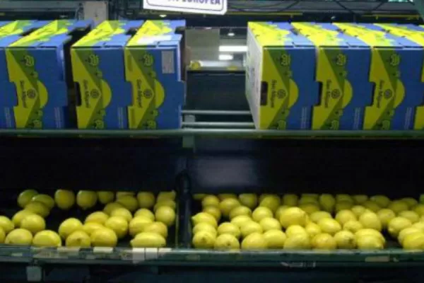 El reingreso del limón tucumano a Estados Unidos: cronología de una negociación en riesgo