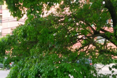 Un vecino del barrio Floresta denunció la presencia de cables sueltos