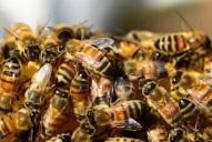 Un hombre murió luego de haber sido atacado por un enjambre de abejas