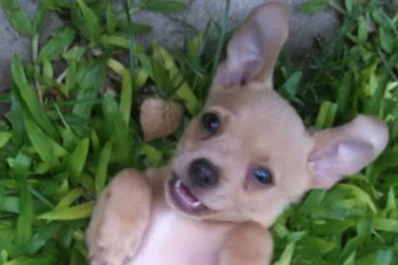 Perdió a su perro y ofrece sus juguetes y su Play 3 como recompensa