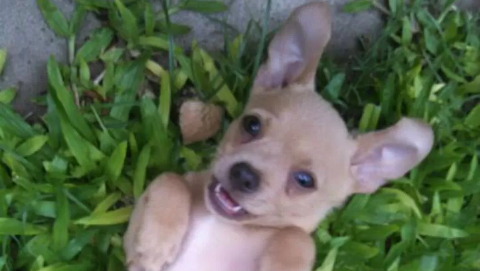 BÚSQUEDA. Timoteo es buscado por toda la familia. FOTO TOMADA DE FACEBOOK.COM.- 