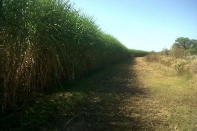 La falta de agua condiciona a la caña de azúcar