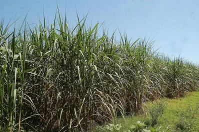Hay preocupación por el estado que presentan los cañaverales