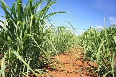 “Los campos con caña más retrasados  en su desarrollo son los del sur y del este”