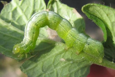 Proponen un manejo efectivo  de la “falsa medidora” en la soja