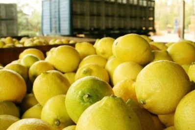 El comportamiento climático provocará que se obtenga un 20% menos de limones