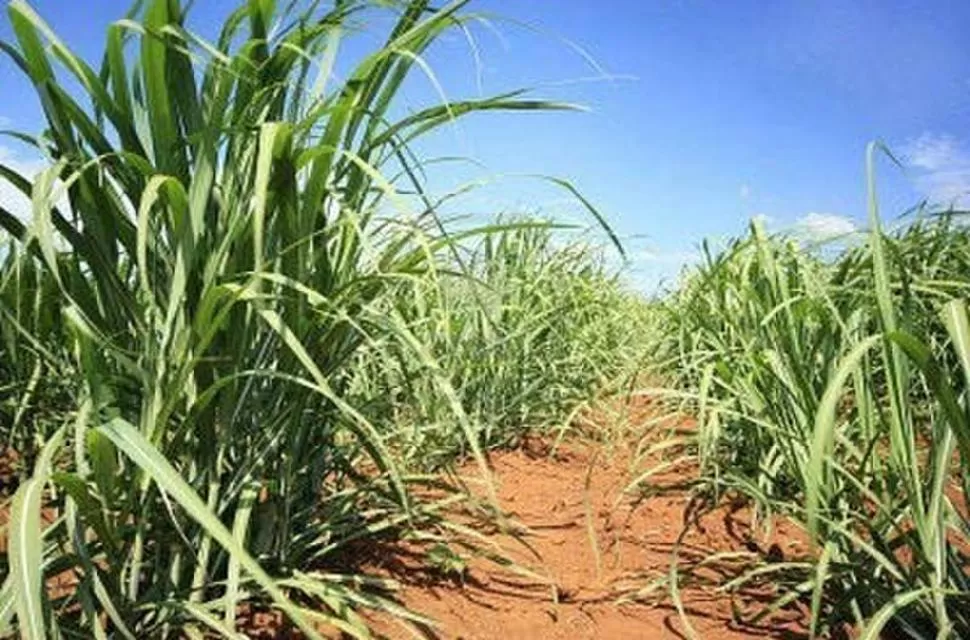 FALTA CRECIMIENTO. Preocupa las condiciones de las cañas planta. la gaceta / foto de osvaldo ripoll 