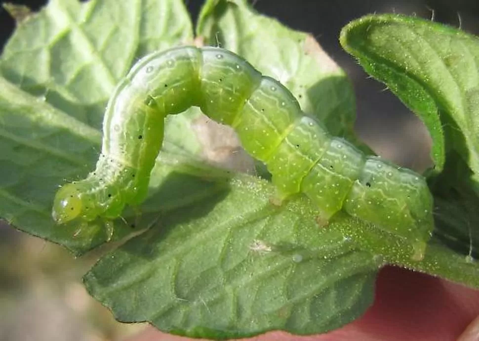 INCIDENCIA. La Chrysodeixis includens genera muchos dolores de cabeza. 