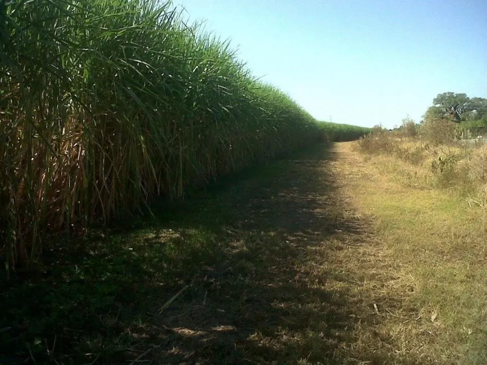 LOS EFECTOS. La zafra “alargada” 2016 generó problemas en el cultivo este año, porque la brotación de las plantas se atrasó y se dio con poca agua. 