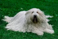 Conocé la historia del único perro que fue nominado a los Oscar