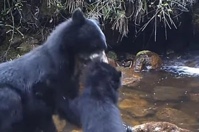 ¡Qué tierno! Filman a una osa enseñando a cruzar el río a su cachorro