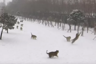 Quiso filmar un grupo de tigres con un drone, pero el intento terminó mal