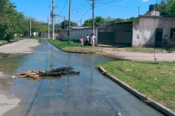 Un cable se cortó y electrocutó a seis perros en el barrio Almafuerte