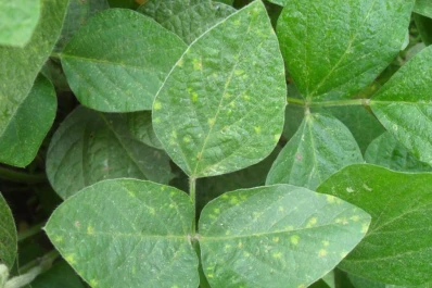 Baja incidencia de enfermedades microbianas por estrés hídrico