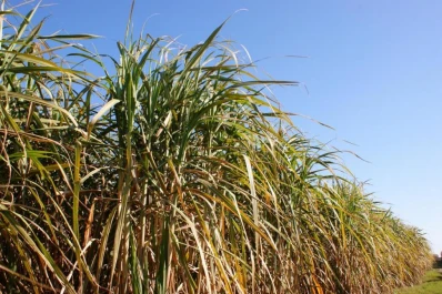 “Es una locura pagar una triple imposición de Ingresos Brutos”