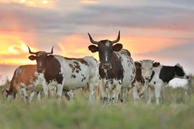 II Jornada de Ganadería Criolla en el INTA EEA La Rioja