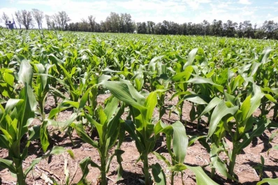 Los analistas estiman que después de las lluvias se podrían cosechar maíces de mejores rindes