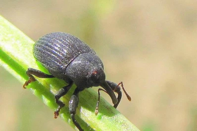 El empleo de ‘preemergentes’ asegura  tener un campo más limpio de malezas