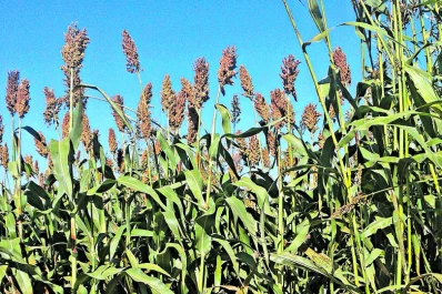 En la Estación Experimental investigan la utilización de sorgo sacarífero para la producción de biog