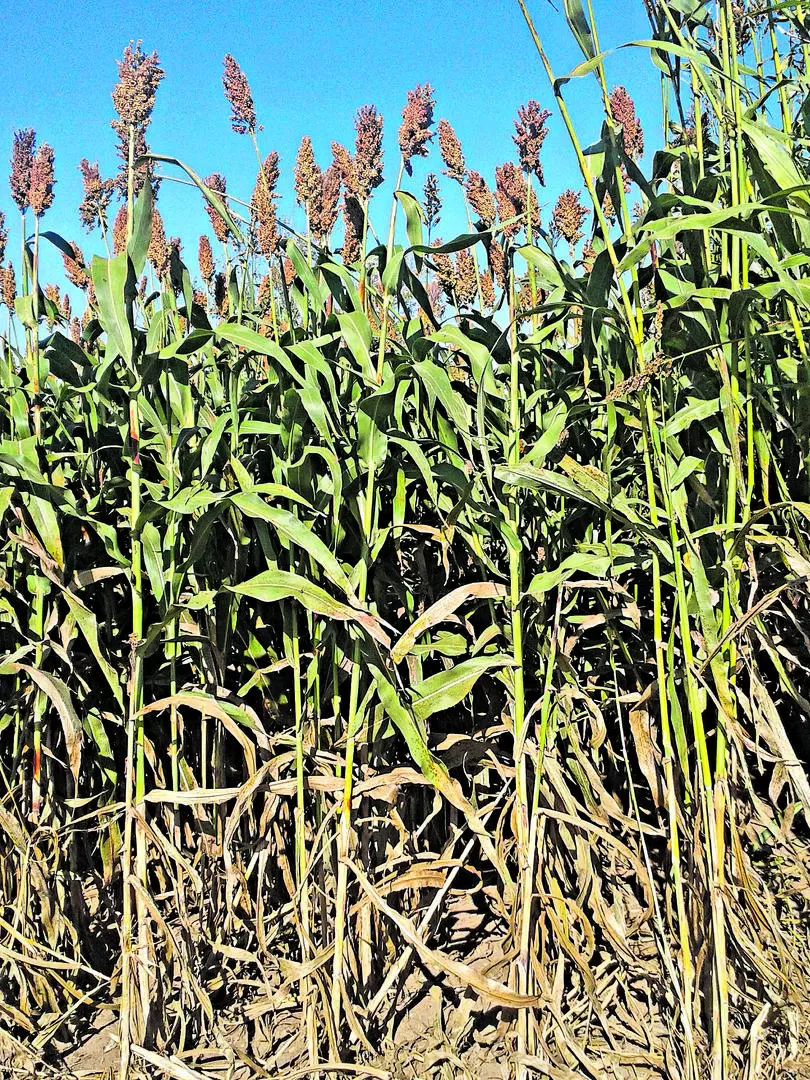 EL ADECUADO. El sorgo sacarífero fue elegido porque es un cultivo “energético” con características ideales de uso.  