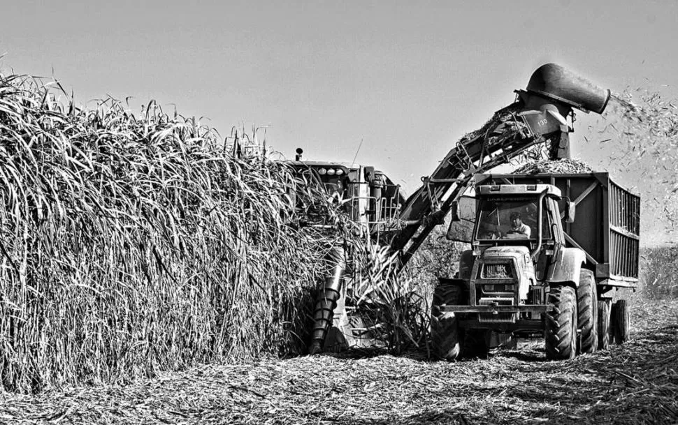 AMBIENTE. La emisión de gases depende mucho del tipo de manejo que realiza el productor en el cultivo.  