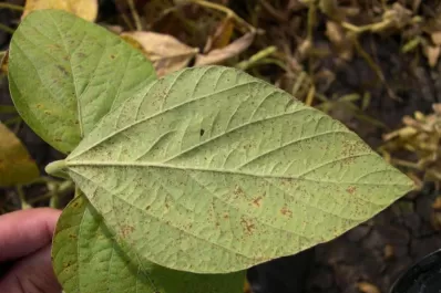 Desde Salta, la temible roya asiática amenaza con infectar los cultivos de soja de Tucumán