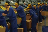 Los citricultores tucumanos están preocupados: no nos queda más opción que esperar