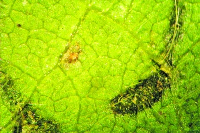 Las enfermedades foliares presionan a la soja