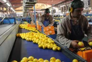 El ingreso del limón a Estados Unidos se prorrogará por 60 o 90 días, según Manzur