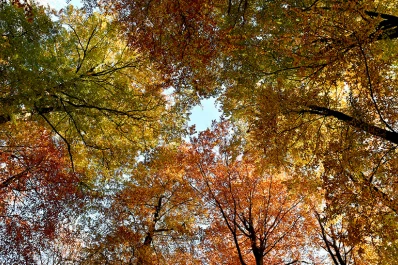 El otoño comenzó a las 7.29 de hoy: qué se pronostica en materia climática