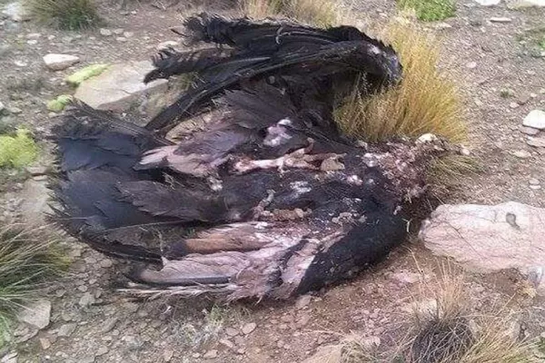Universitario tucumano encontró 19 cóndores muertos en la puna jujeña