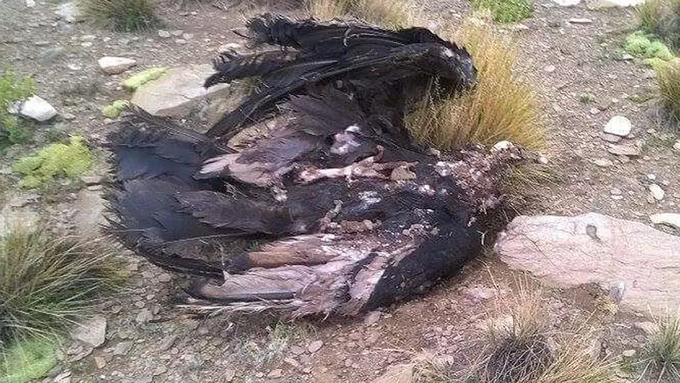 FOTO TOMADA DE TODOJUJUY.COM