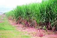 Se viene la XXIª Reunión Técnica Nacional de la Caña de Azúcar