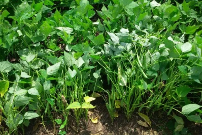 El factor climático demoró la siembra de poroto