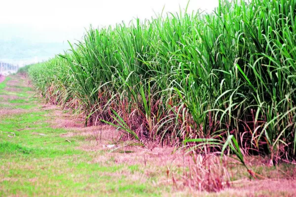 Se viene la XXIª Reunión Técnica Nacional de la Caña de Azúcar