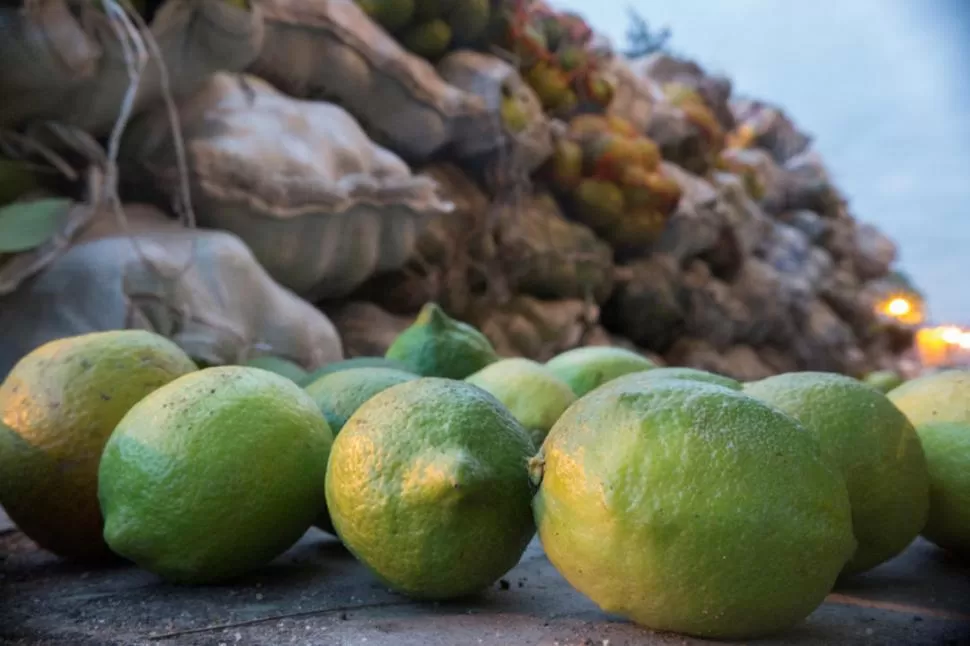 FRUTA ILEGAL. Los limones de la imagen fueron interdictados por el Senasa local durante un operativo realizado en las cercanías del Mercofrut.  GENTILEZA SENASA