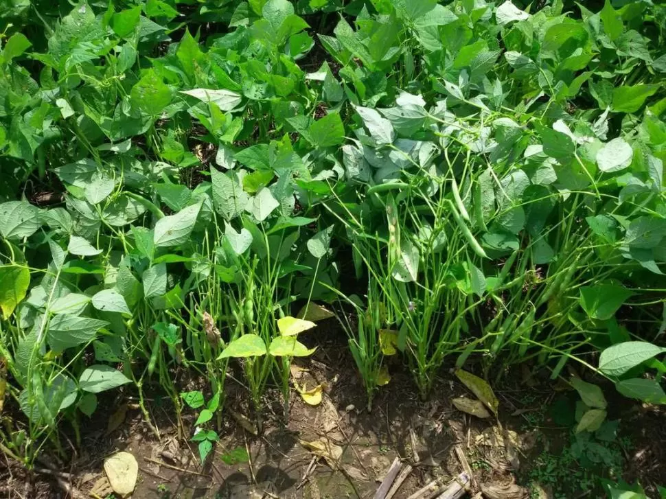 AVANZANDO. El cultivo sembrado en las fechas óptimas presenta plantas en pleno proceso de crecimiento. 