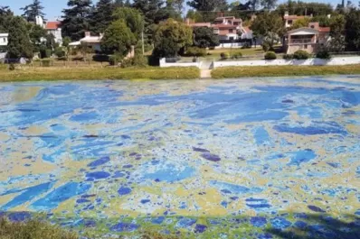 El olor de algas podridas contamina Villa Carlos Paz y los vecinos viven encerrados