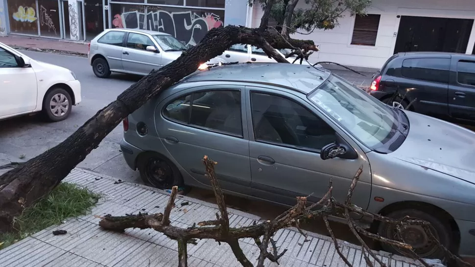 Un árbol cayó sobre un auto en el microcentro